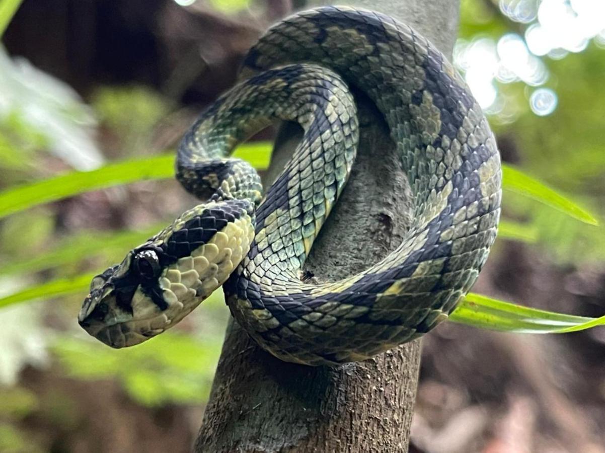Sinharaja Vini Villa Deniyaya Buitenkant foto