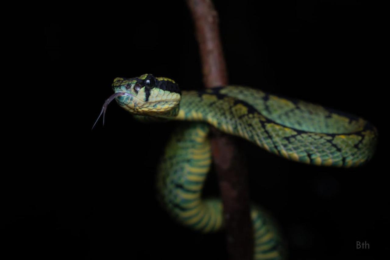 Sinharaja Vini Villa Deniyaya Buitenkant foto