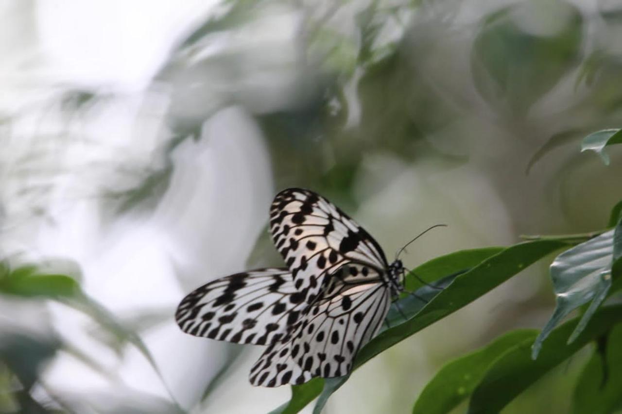Sinharaja Vini Villa Deniyaya Buitenkant foto