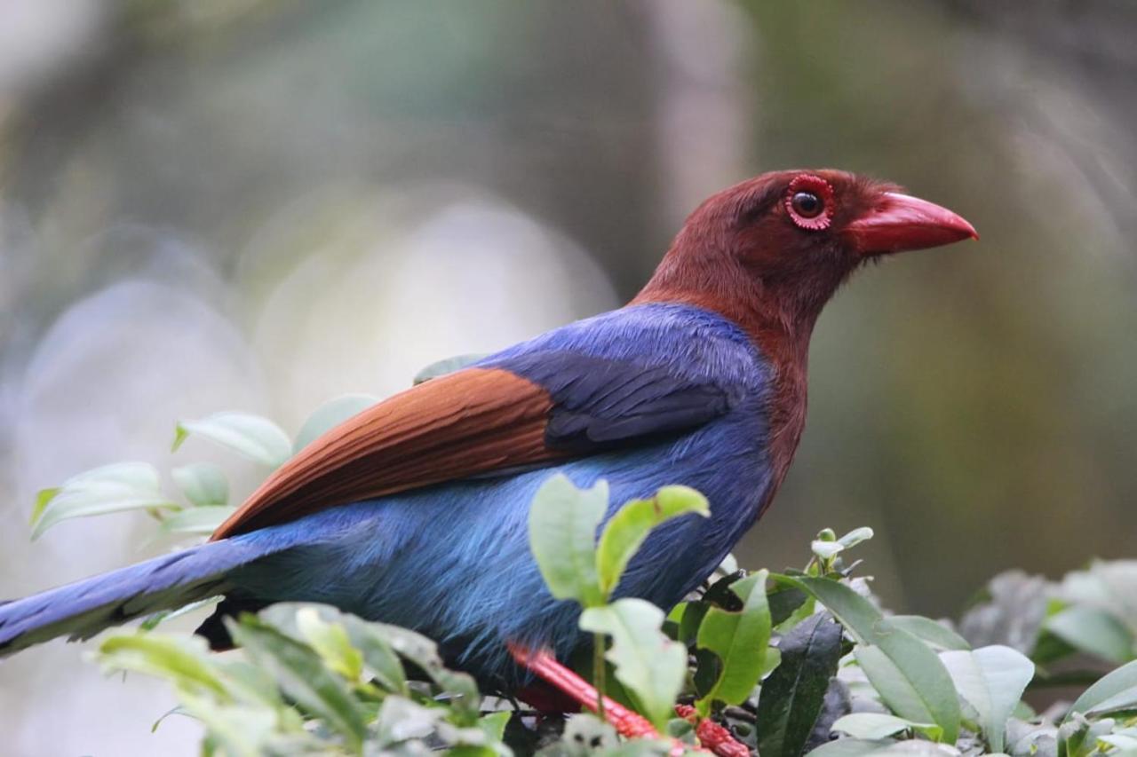 Sinharaja Vini Villa Deniyaya Buitenkant foto