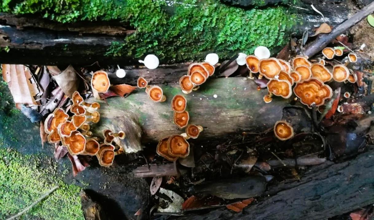 Sinharaja Vini Villa Deniyaya Buitenkant foto