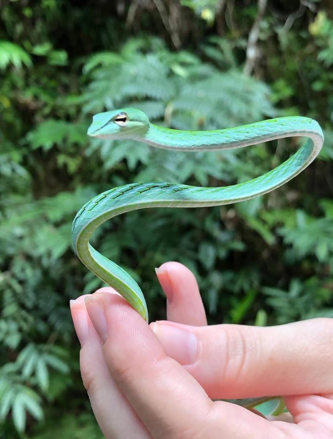 Sinharaja Vini Villa Deniyaya Buitenkant foto