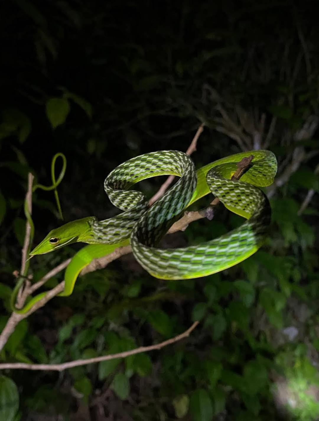 Sinharaja Vini Villa Deniyaya Buitenkant foto
