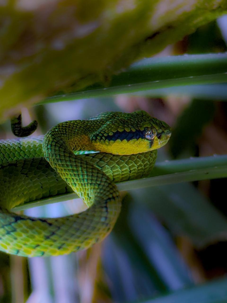 Sinharaja Vini Villa Deniyaya Buitenkant foto