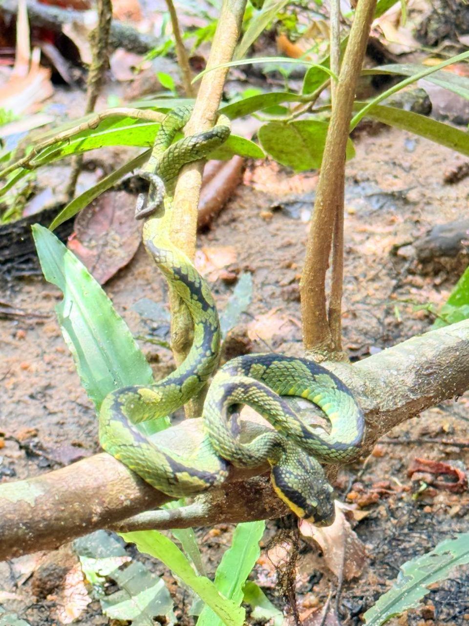 Sinharaja Vini Villa Deniyaya Buitenkant foto